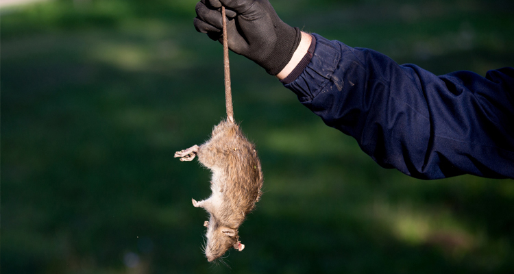 Mission Impossible - A Dead Rat In Your Ductwork!
